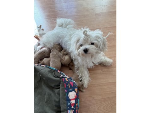 Ev Doğumlu Teacup Maltipoo Yavrular