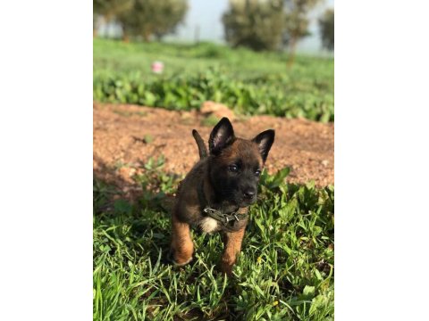 Düşman Yok Eden Belçika Kurdu