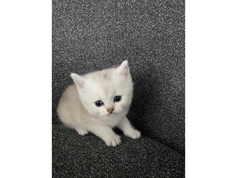 Dişi Ve Erkek 45 Günlük Yavru Kediler