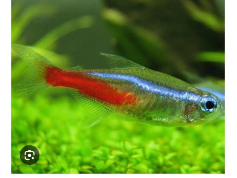 A Kalitesi Dört Adet Neon Tetra