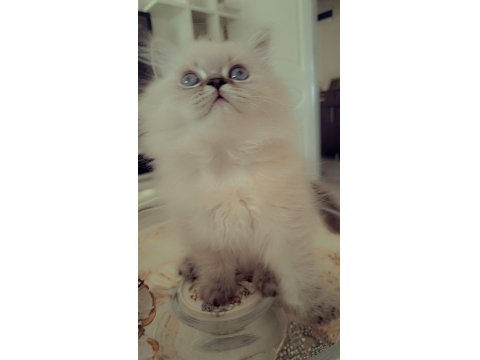 Cana Yakın Oyuncu British Yavrular