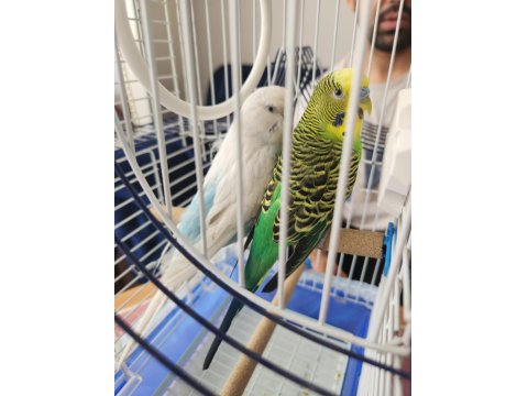 Bir Çift Muhabbet Kuşu