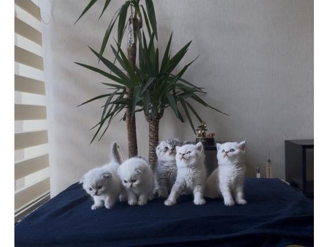 Premium Scottish Ve British Yavruları 45 Günlük