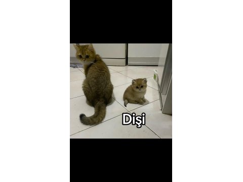 A+ British Shorthair Yavruları