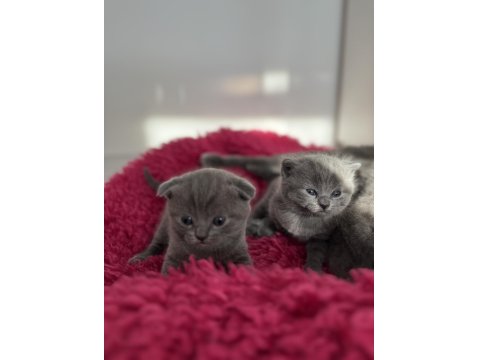 1 Buçuk Aylık Scottish Ve British Yavrular