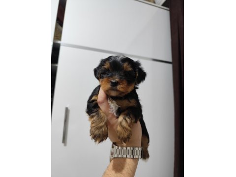 3 Mart Doğumlu Yorkie Yavrularımız Yuvasını Arıyor