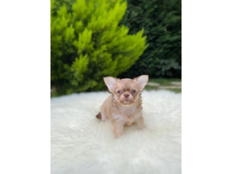 Xs Mini Dişi Erkek Chihuahua Bebeklerimiz