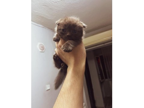 Çikolata Rengi Scottish Fold Dişi