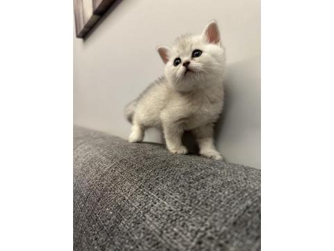 26 Temmuz Doğumlu Üç Yavru Kediler