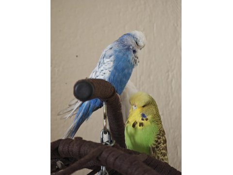 Vasıflı Şov Muhabbet Kuşu