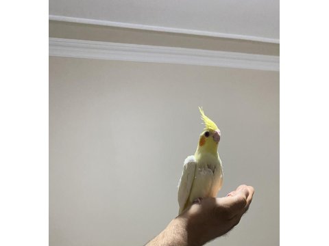 1.5 Aylık Sultan Papağanı Yavruları Ele Alıştırmalık