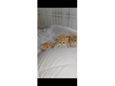 Show Kalite Safkan Golden Bebek Kediler