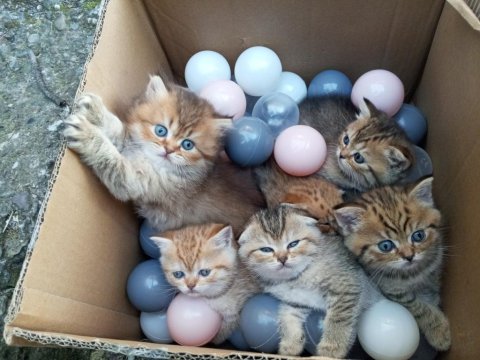 British Longhair Yavru Kediler