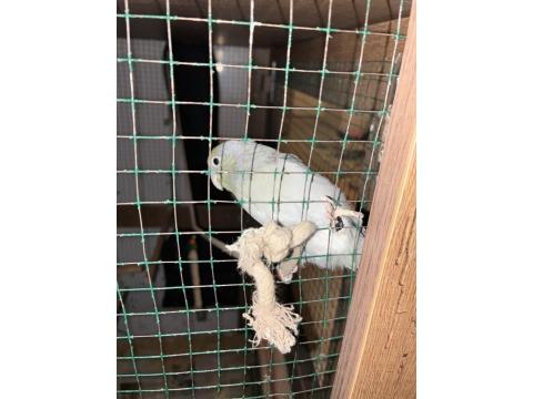 10 Aylık Erkek Forpus