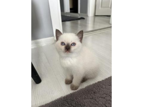 British Shorthair İki Aylık Erkek Ve Dişi