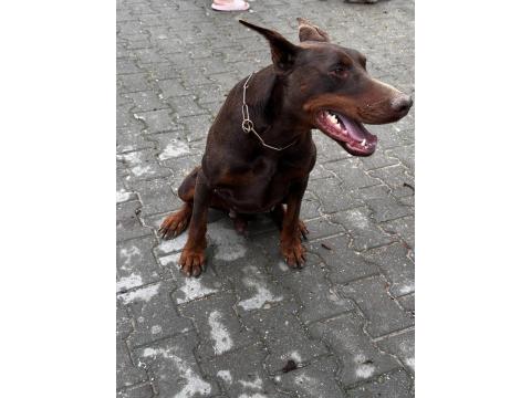 Temel İtaat Eğitimli Doberman