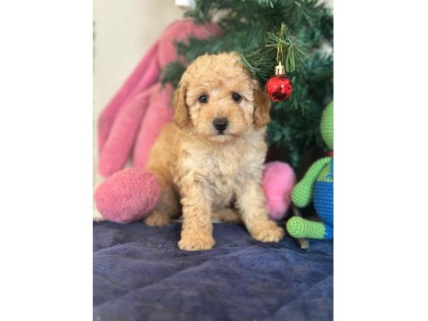 Yasal Çiftlikten Toy Poodle Yavru