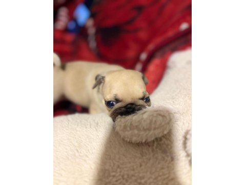 Muhteşem Pug Yavruları