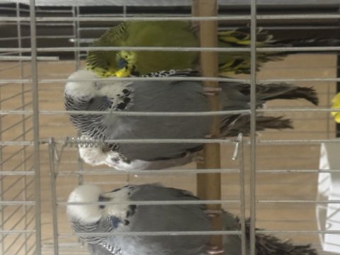 Yavru Jumbo Muhabbet Kuşları