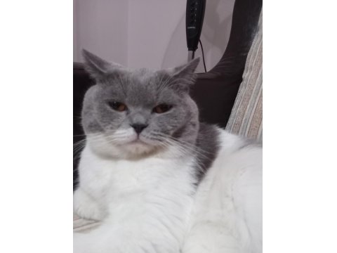 Kedimiz Oğlum Çakıl Yeni Yuvasını Bekliyor