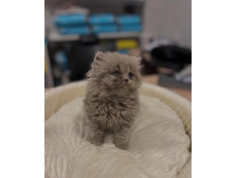 Safkan British Longhair Yavrular