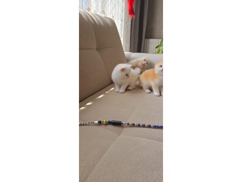 Kaliteli British Yavrular