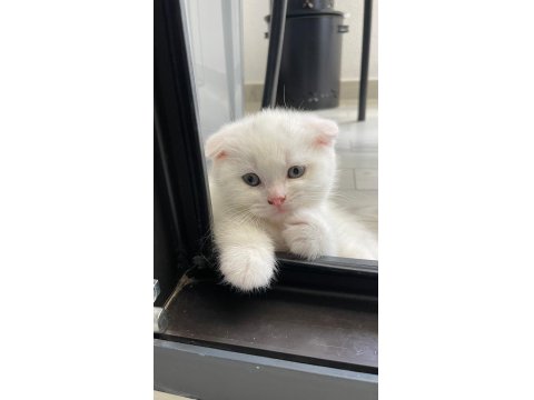 Yavru Scottish Fold