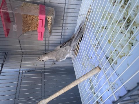 Wf Damızlık Dişi Sultan Papağanı