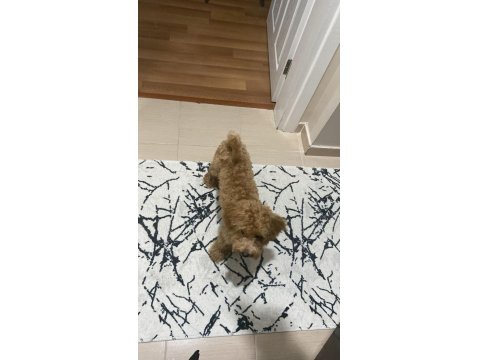 7 Aylık Maltipoo
