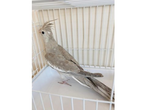 3 Aylık Yavru Sultan Papağanı