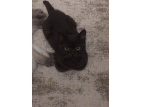 Uysal Ve Oyuncu British Longhair