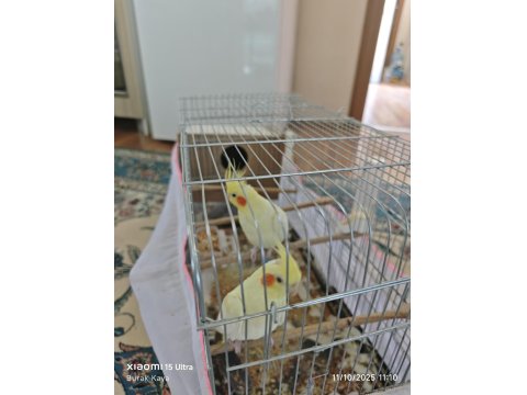 Lutino Sarı Renk Eşiyle 2 Sultan Papağanı