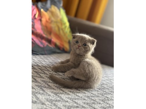 British Shorthair Lilac Ve Beyaz Yavru Kedilerime Yuva Arıyorum