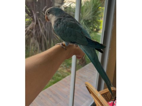 16 Aylık Full Evcil Konuşan Pudra Mavisi Monk Papağanı