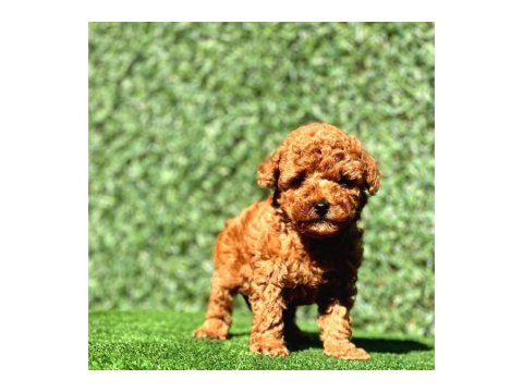 Güzel Toy Poodle Yavrularım