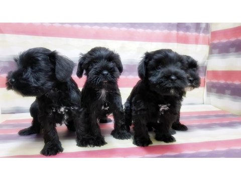 Yavru Minyatür Schnauzer