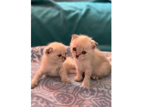 2 Aylık Oyuncu Scottish Fold Yavrular