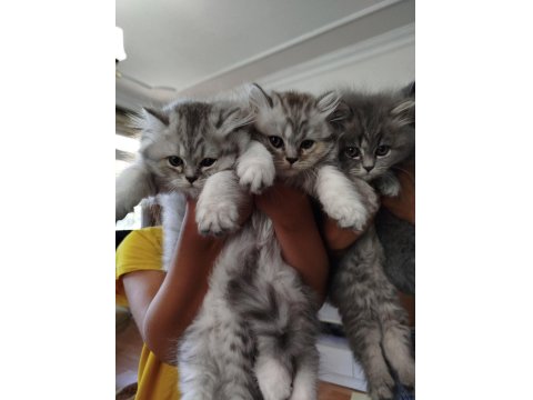 İran Ve British Kırmaları Kediler