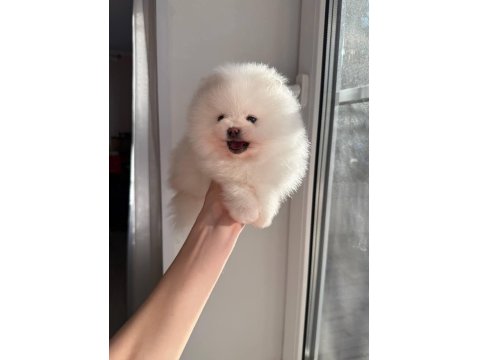 Pomeranian Boo Teddy Bear Yavrularımız
