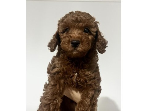 Yavru Toy Poodle