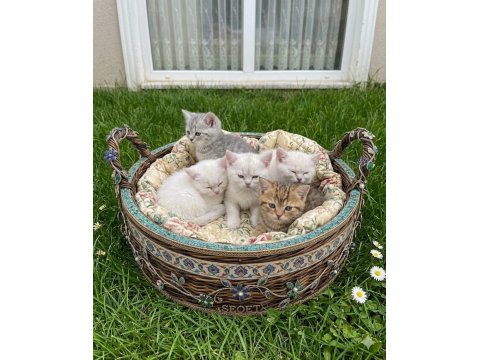 Çok Tatlı British Shorthair Bebekler