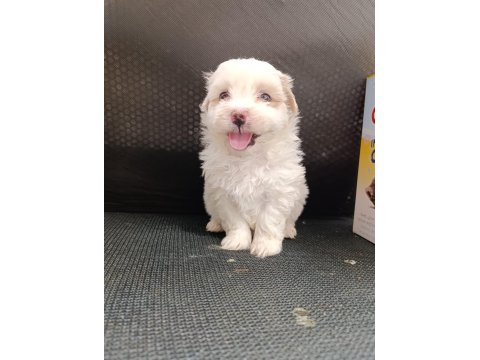 A Kalite Maltese Bebekler