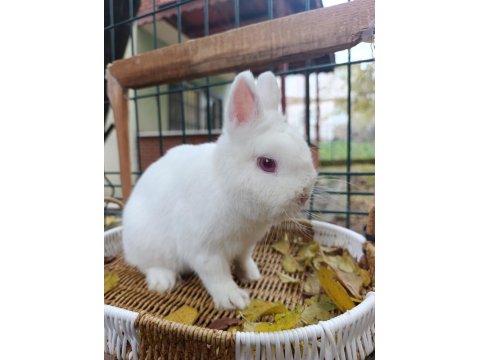 Hollanda Cüce Tavşan Anaç Takım 2+1 Yada 3+1