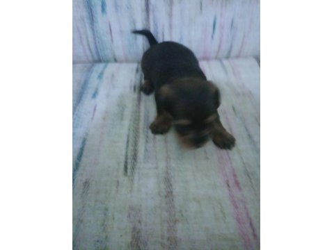 Maltipoo Yavruları 2 Aylık