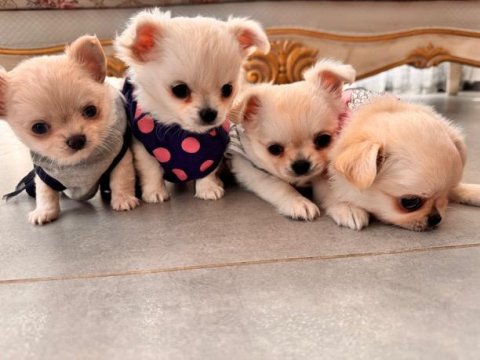Sevimli Ve Eğitimli Chihuahua Yavrular
