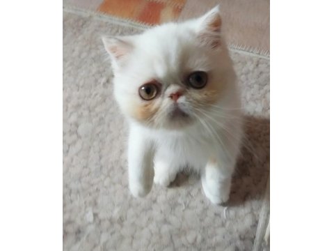 Safkan 2 Aylık Bicolor Erkek Yavru Kedimiz