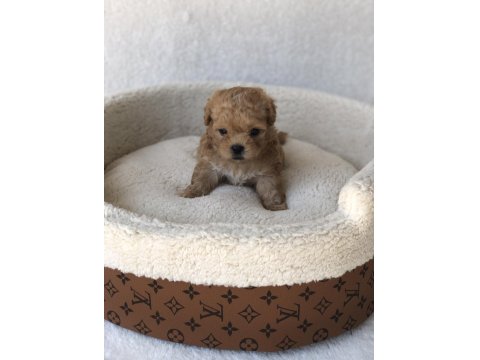 Maltipoo A Kalite Yavrular