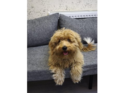 6 Aylık Maltipoo Köpek Erkek