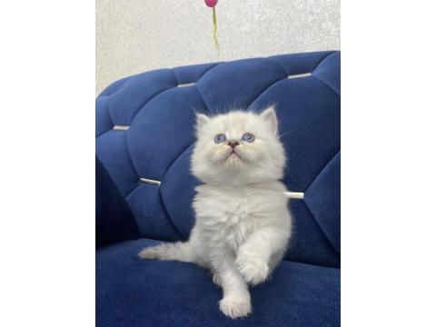 Beyaz British Shorthair Yavrular