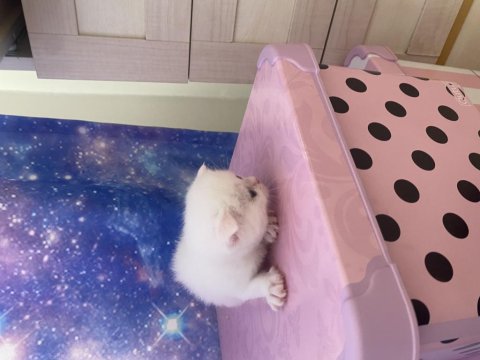 Scottish Fold Bebişler Sahiplerini Bekliyor